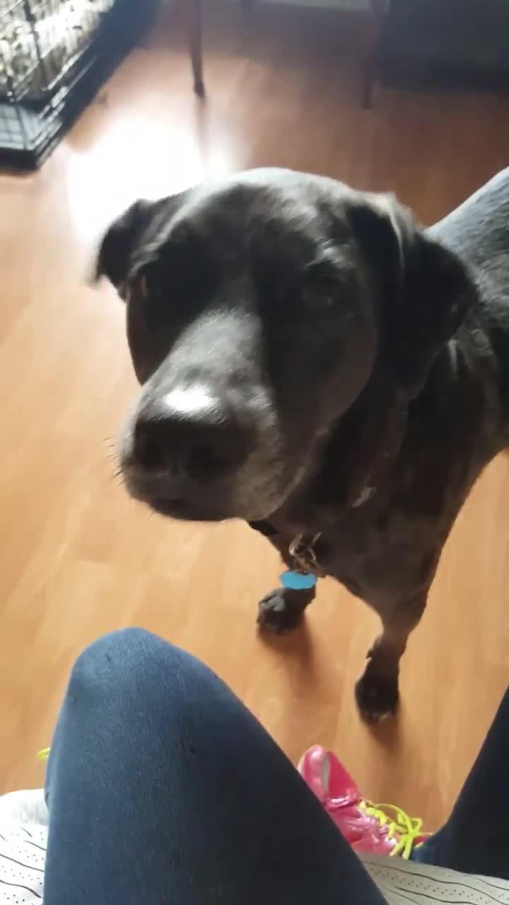 Dog Jumps on Owner When She Mentions Going for a Walk Jukin Licensing