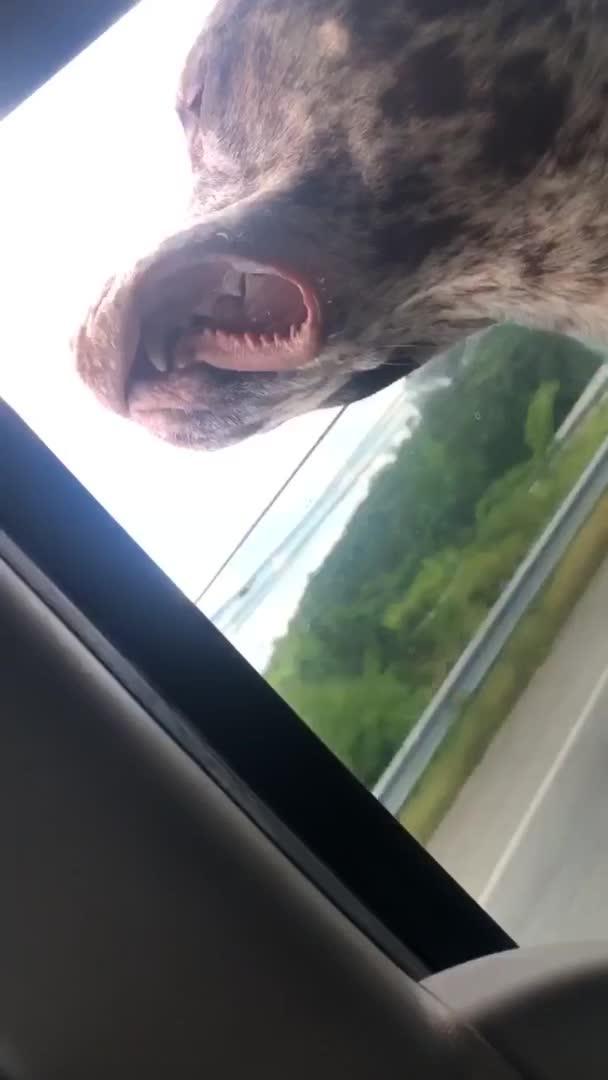 Dog's Cheeks Blow in Wind Driving Down Road Jukin Licensing