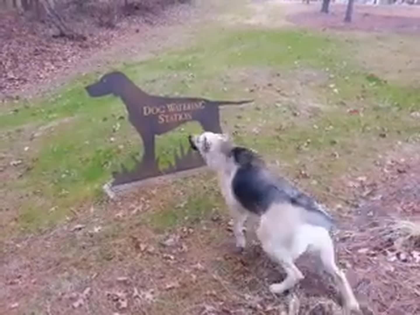 Dogs Bark at Each Other Through Fence Jukin Media Inc