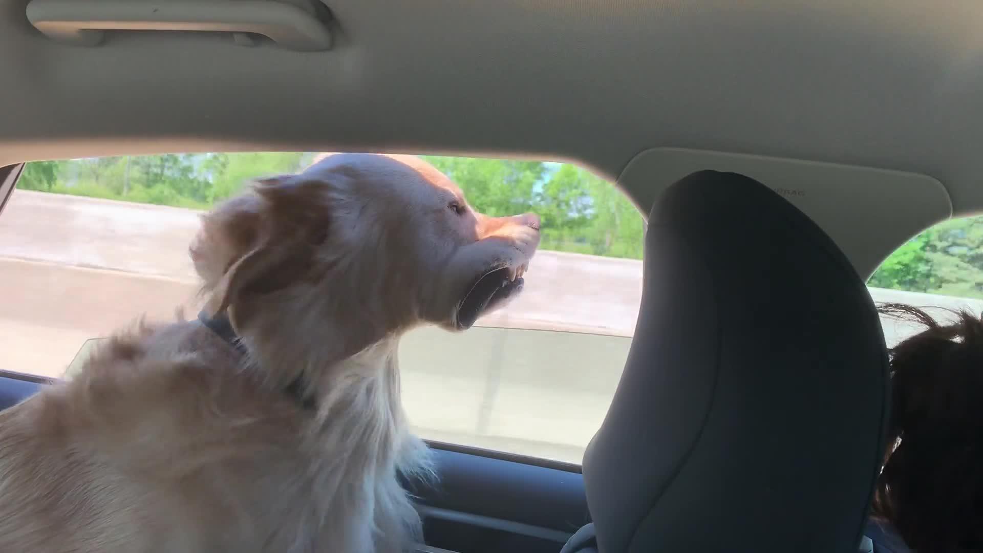 Golden Retriever's Mouth Flaps While it Sticks Head Out of Car Window