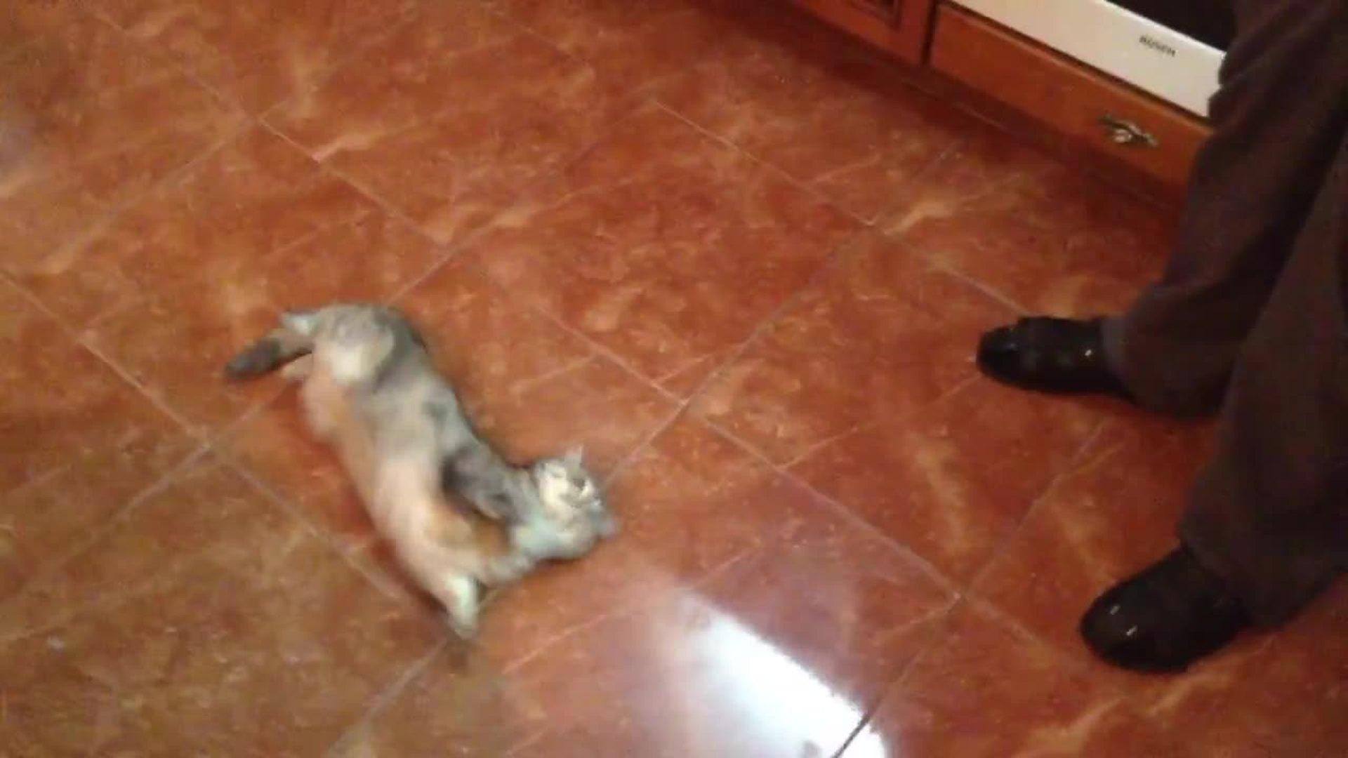 Cat Crazy for Olives Jukin Licensing