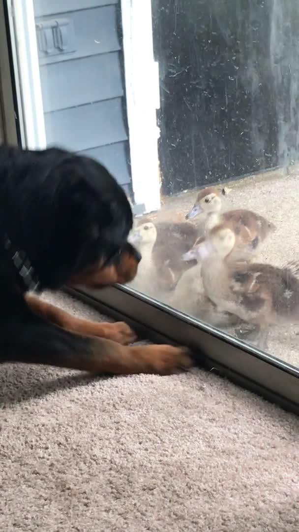 Dog Crashes Through Glass Door Jukin Media Inc
