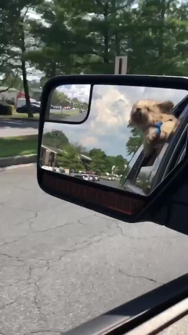 Dog Sticks Head out of Car and Kicks His Front Legs in Air Jukin