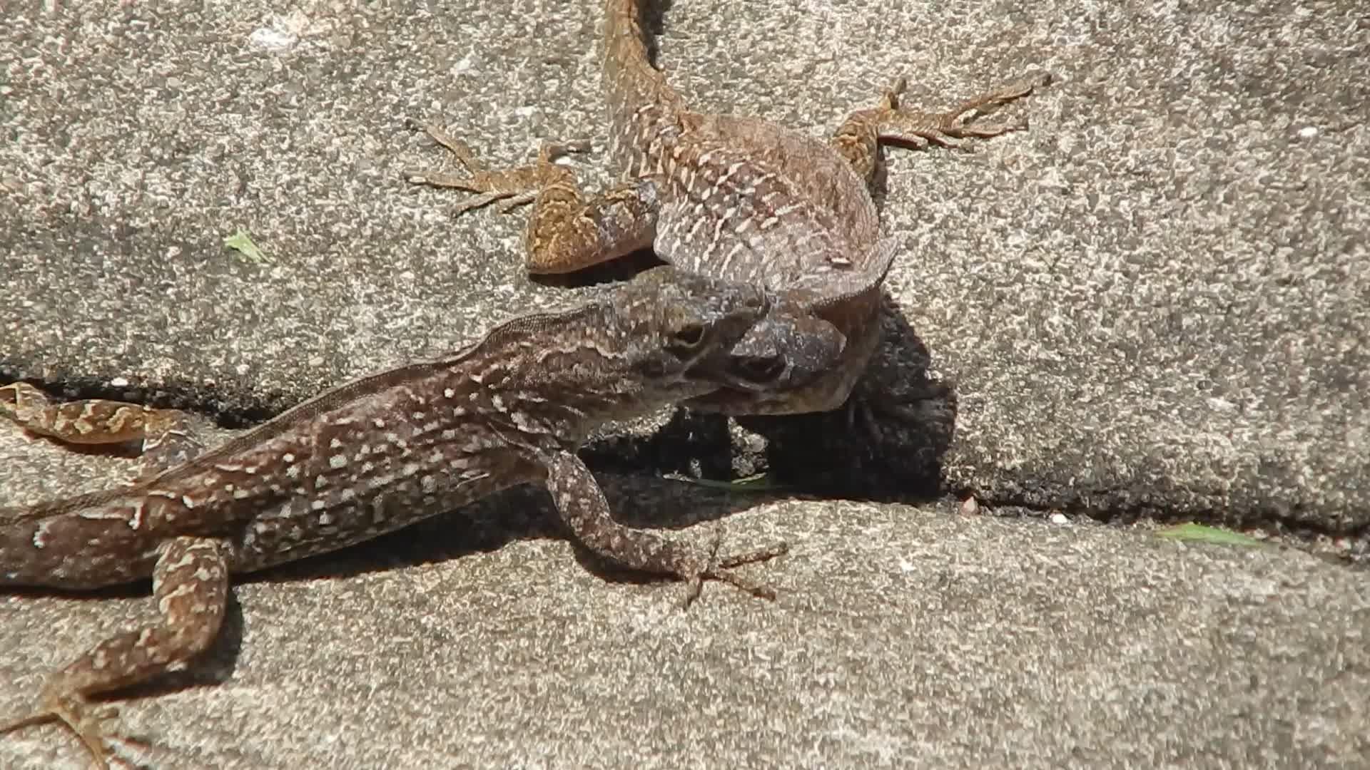 Monitor Lizard Fights Jukin Media Inc