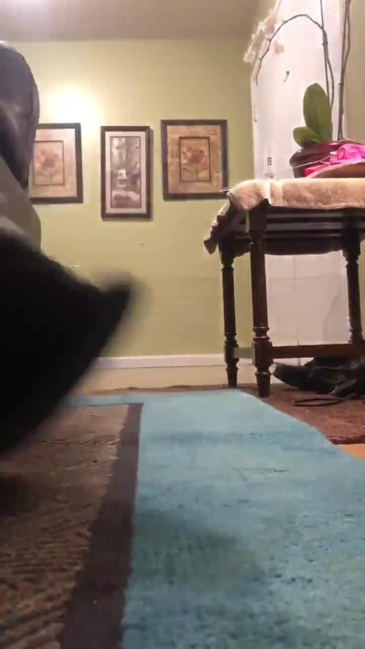 Pug Calmly Walks Under Plastic Wrap Thwarting Owner's Prank Attempt