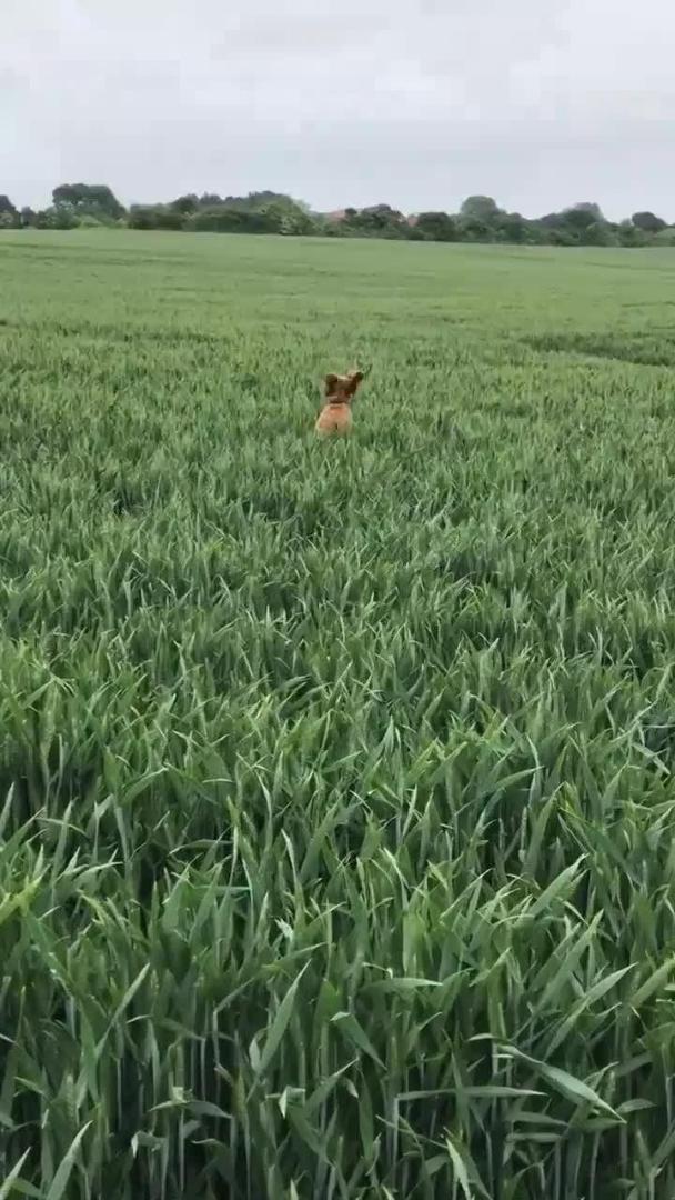 Dog Hops Excitedly in a Crop Field Jukin Licensing