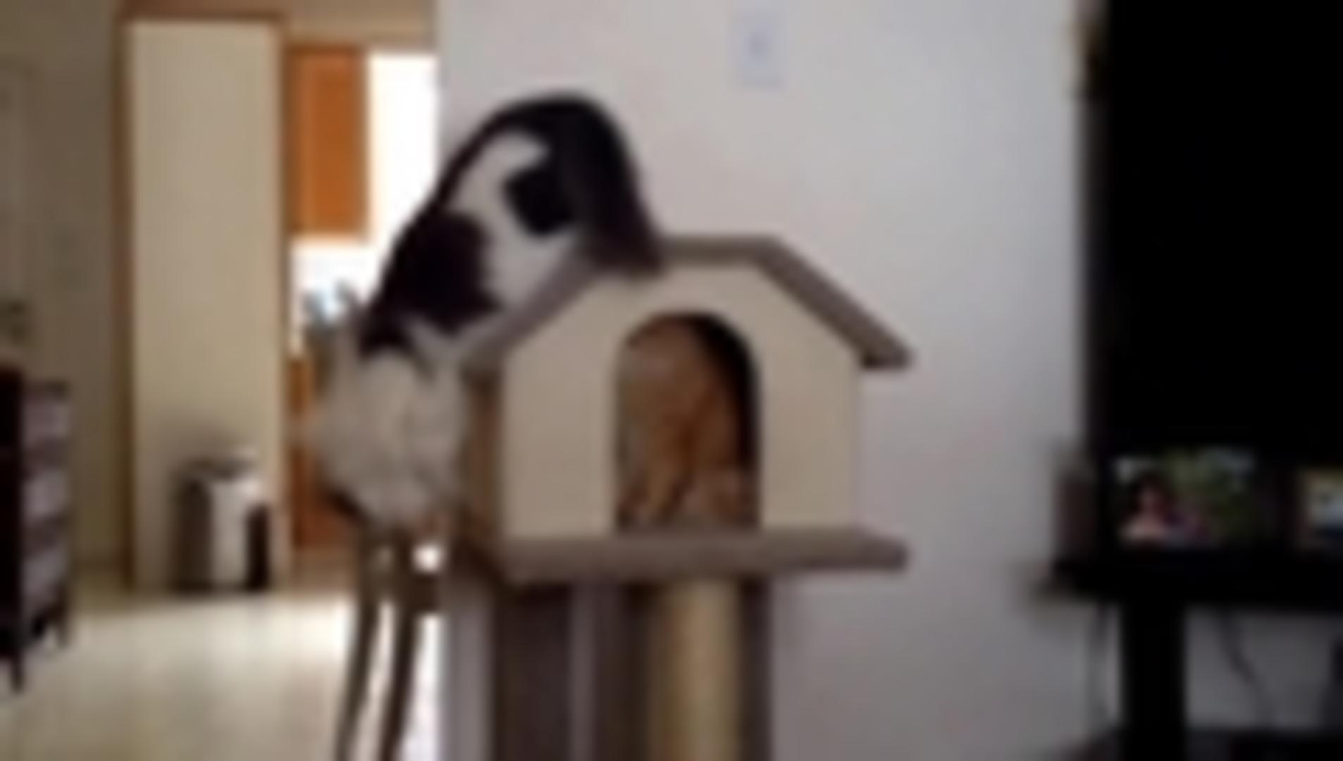 Cat Falls off Cat House Jukin Licensing
