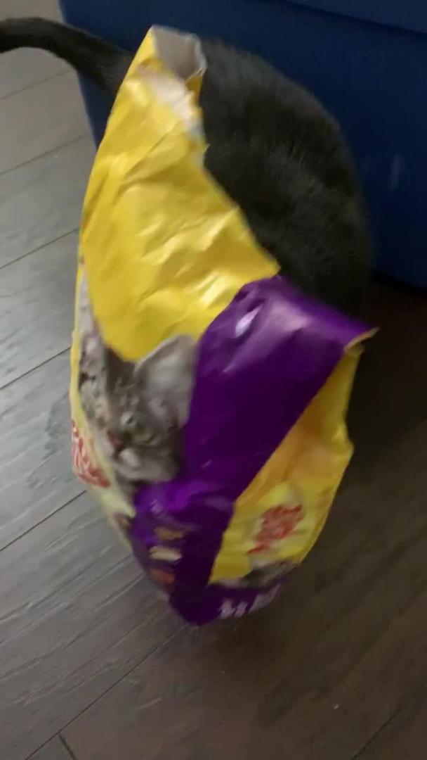 Cat Sticks Head Inside Cat Food Packet Jukin Licensing