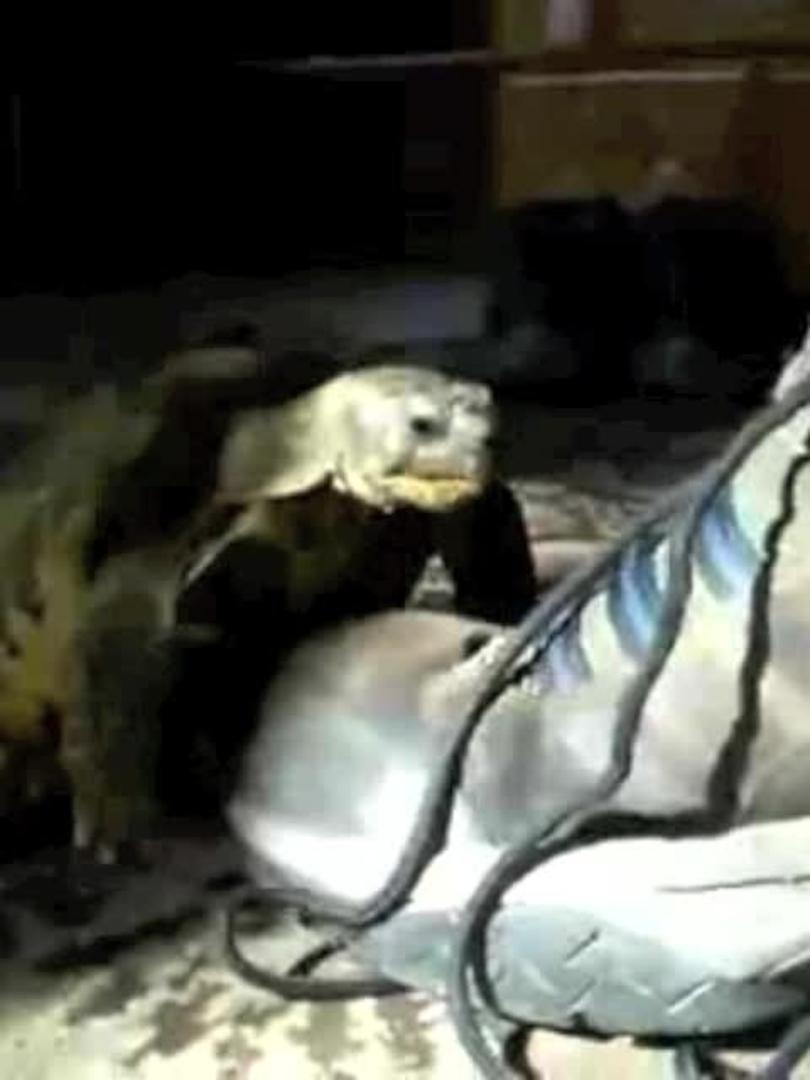 Turtle Humps Shoe Jukin Media Inc