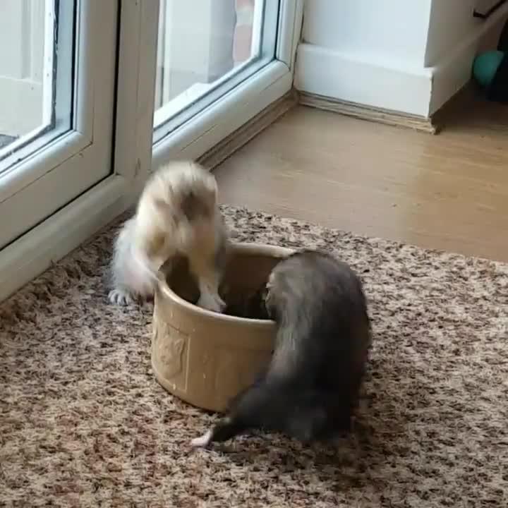 Ferrets Play Fight Over Water Bowl Jukin Licensing