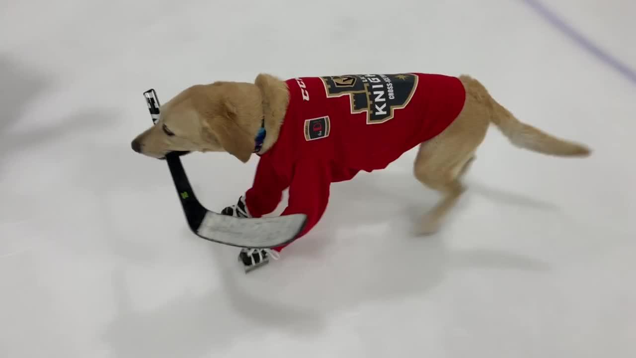 Man Plays Hockey on Ice with Dog Jukin Media Inc