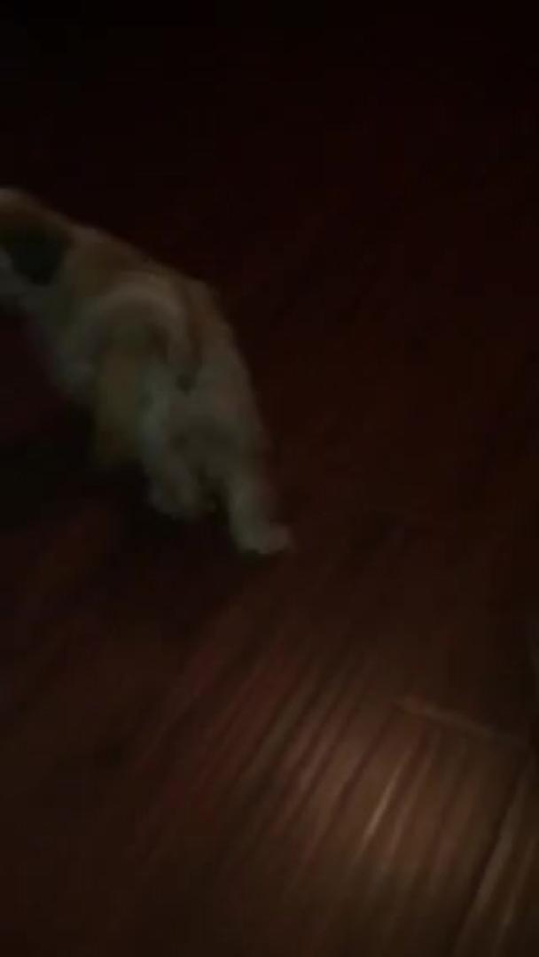 Evil Shih Tzu Puppy Locks Tabby Cat in Kennel Jukin Licensing