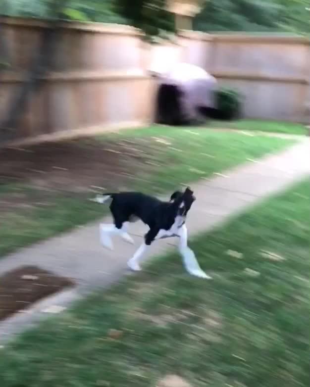 Athletic Dog Jumps Up Fence and Trees Jukin Licensing