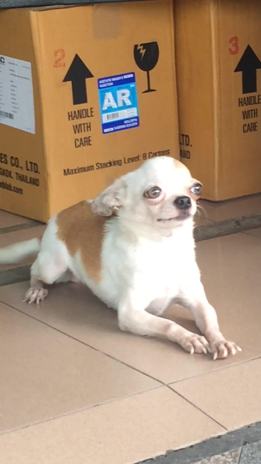 Extremely Excited GooglyEyed Dog Wags Tail Jukin Licensing