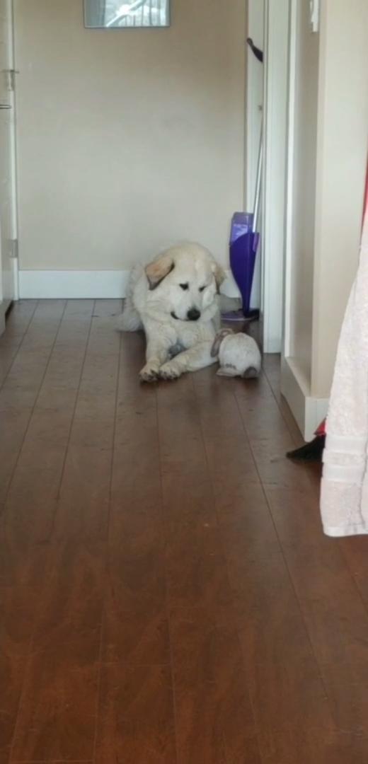 Dog and Rabbit Adorably Cuddle With Each Other | Jukin Licensing