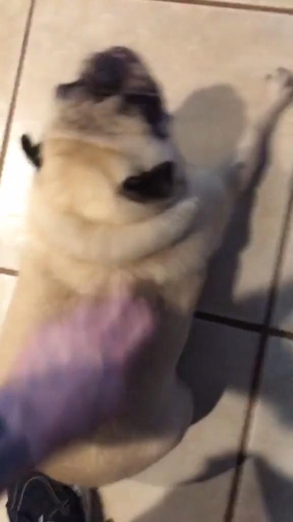 Dog Shakes in Excitement After Being Petted by Human Jukin Licensing