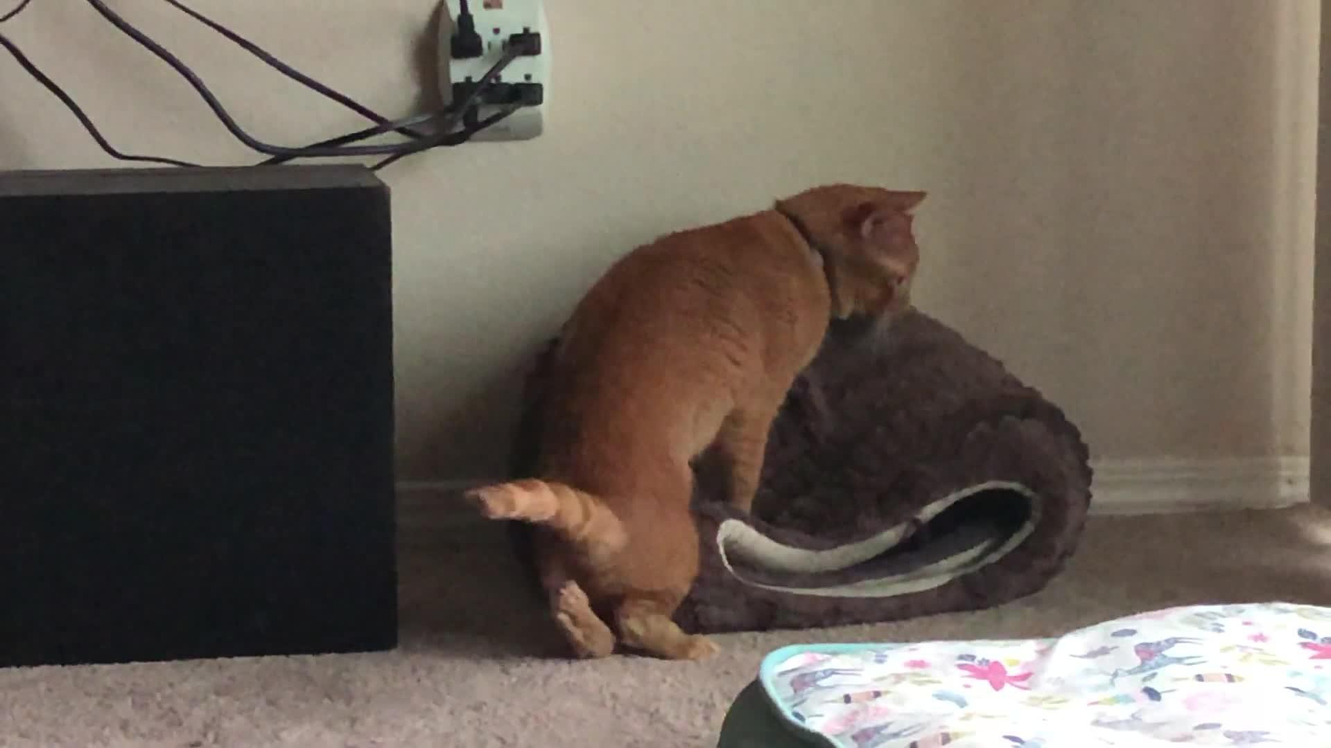 Cat Jumping on Rug Jukin Media Inc