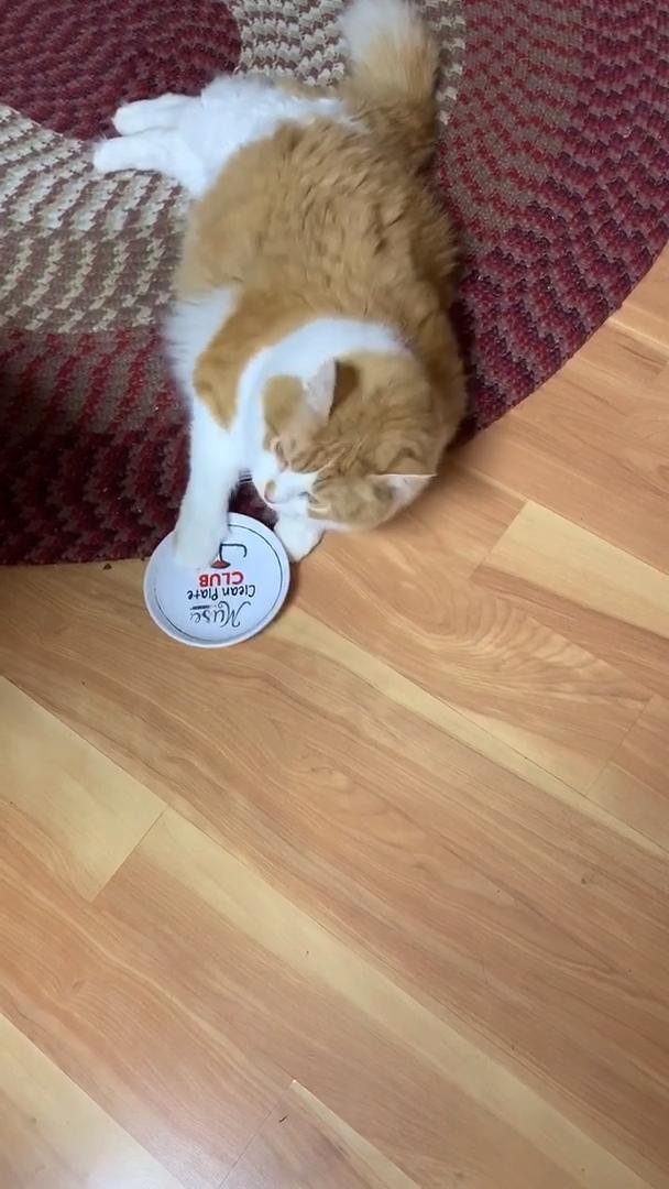 Hungry Cat Rolls on the Floor Demanding to be Fed Jukin Licensing