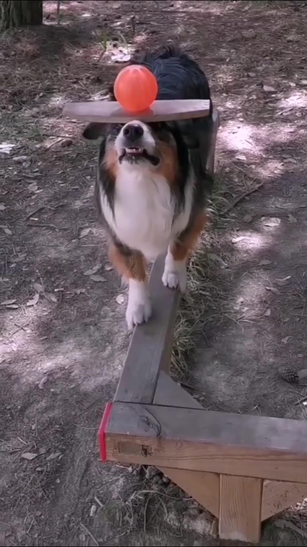 Dog Balancing Ball on Nose Throws it to Other Dog | Jukin Media Inc