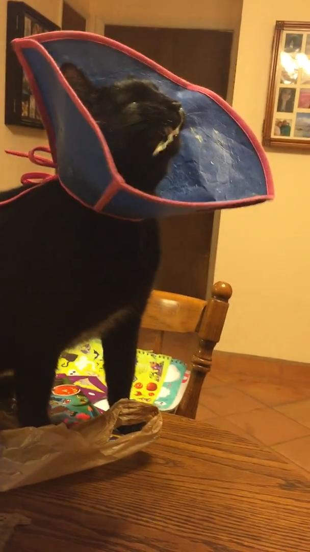 Cat Sneezes Repeatedly and Shoots Out Large Amount of Snot Jukin