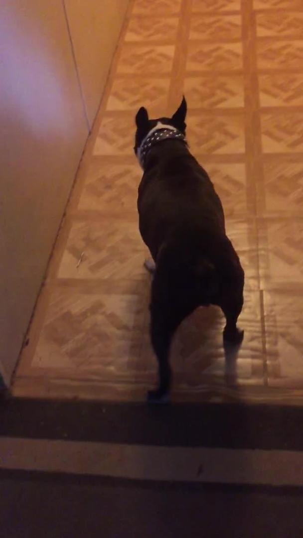 Dog Walks Backwards to Get Through Wallway Jukin Licensing