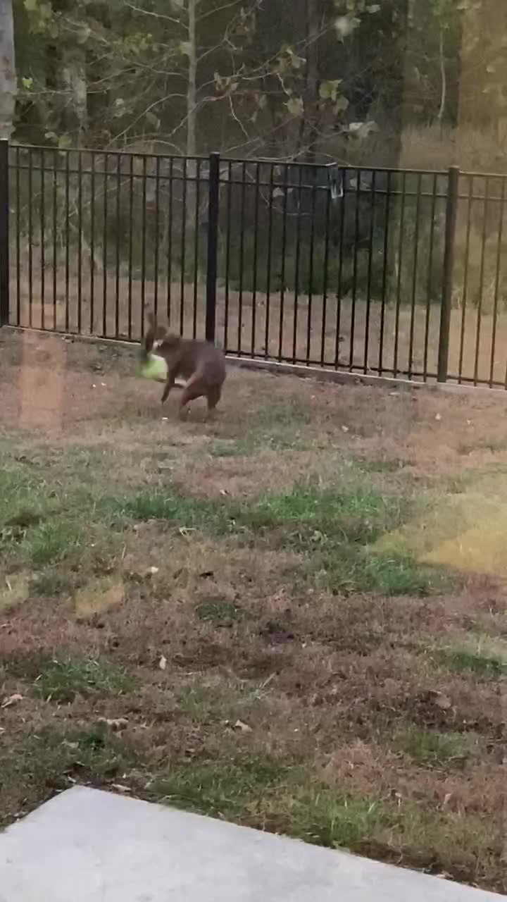 Energetic Dog Spins Around Repeatedly With Toy in Its Mouth Jukin