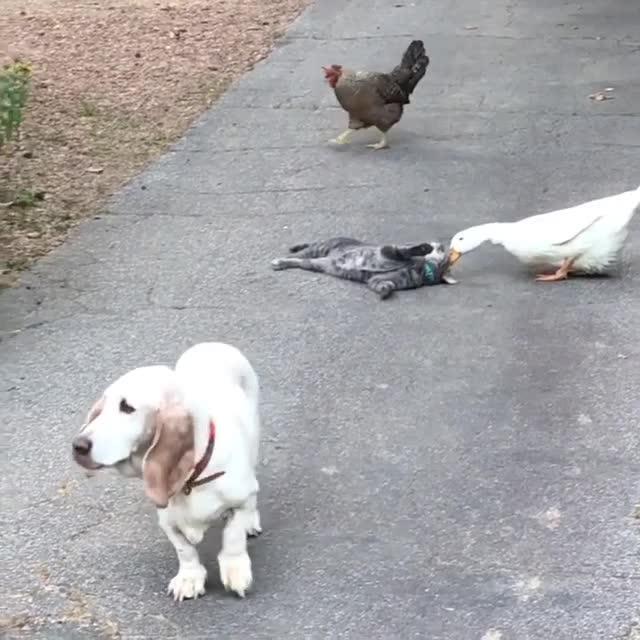 Duck and Cat Playfully Attack Each Other Jukin Media Inc