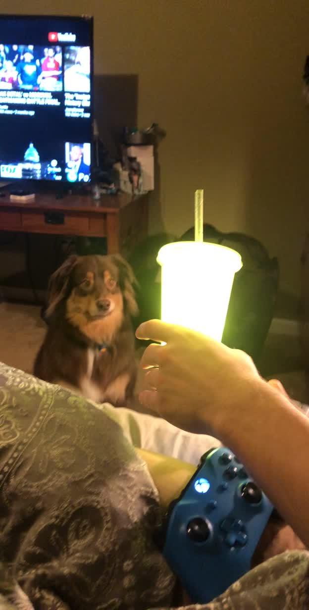 Dog Interestingly Stares At Mobile Light Coming Out Of Cup Jukin