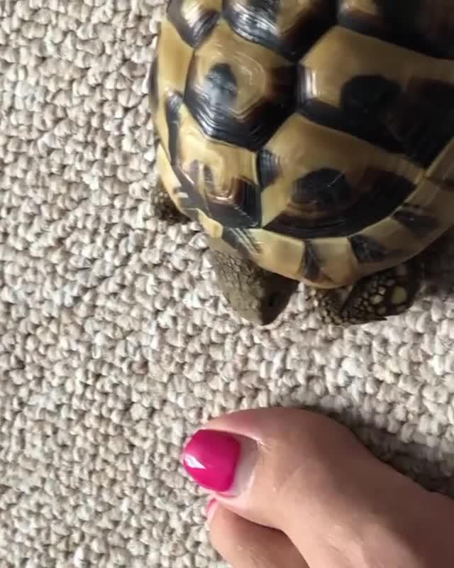 Monitor Lizard Bites Keeper's Finger Jukin Media Inc