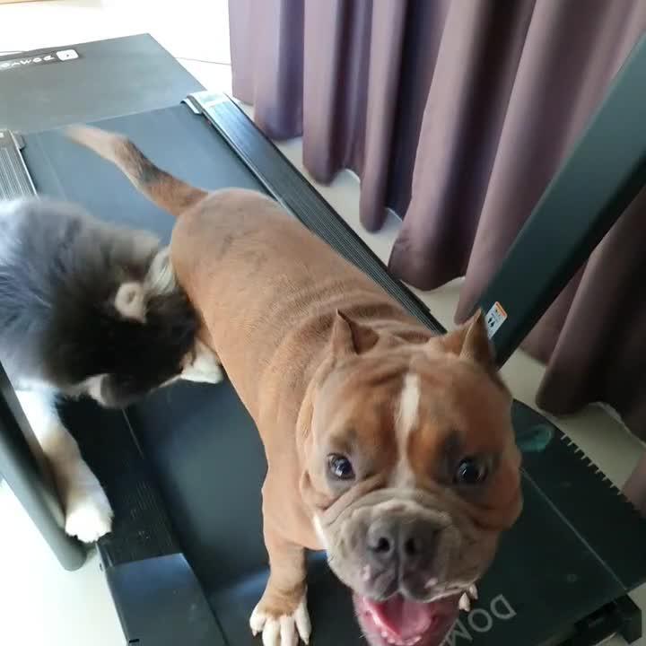 Husky and Pit Bull Playfully Fight While Running on Treadmill Jukin