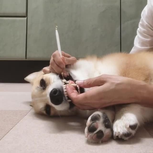 Dog Howls While Getting His Teeth Cleaned Jukin Media Inc