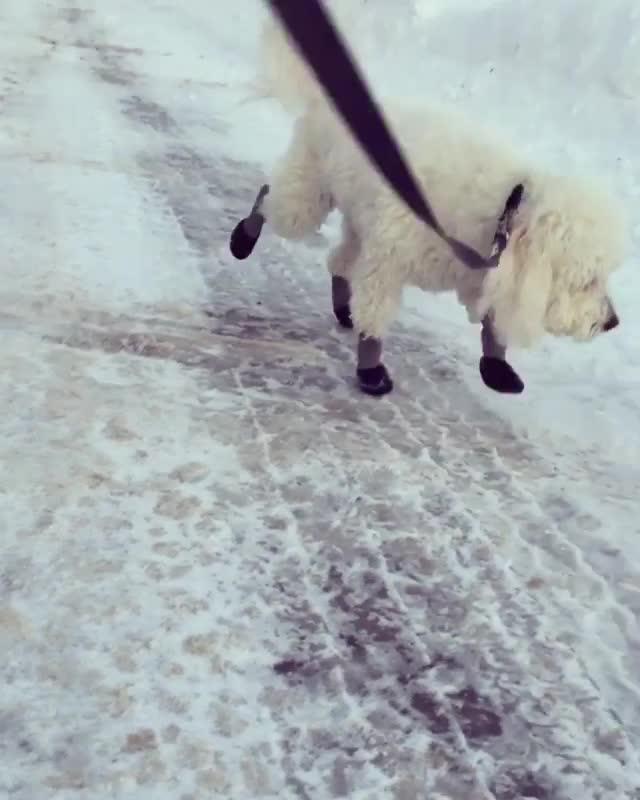 Dog Walking in Ice Wearing Sock Booties Slips Funnily Jukin Licensing