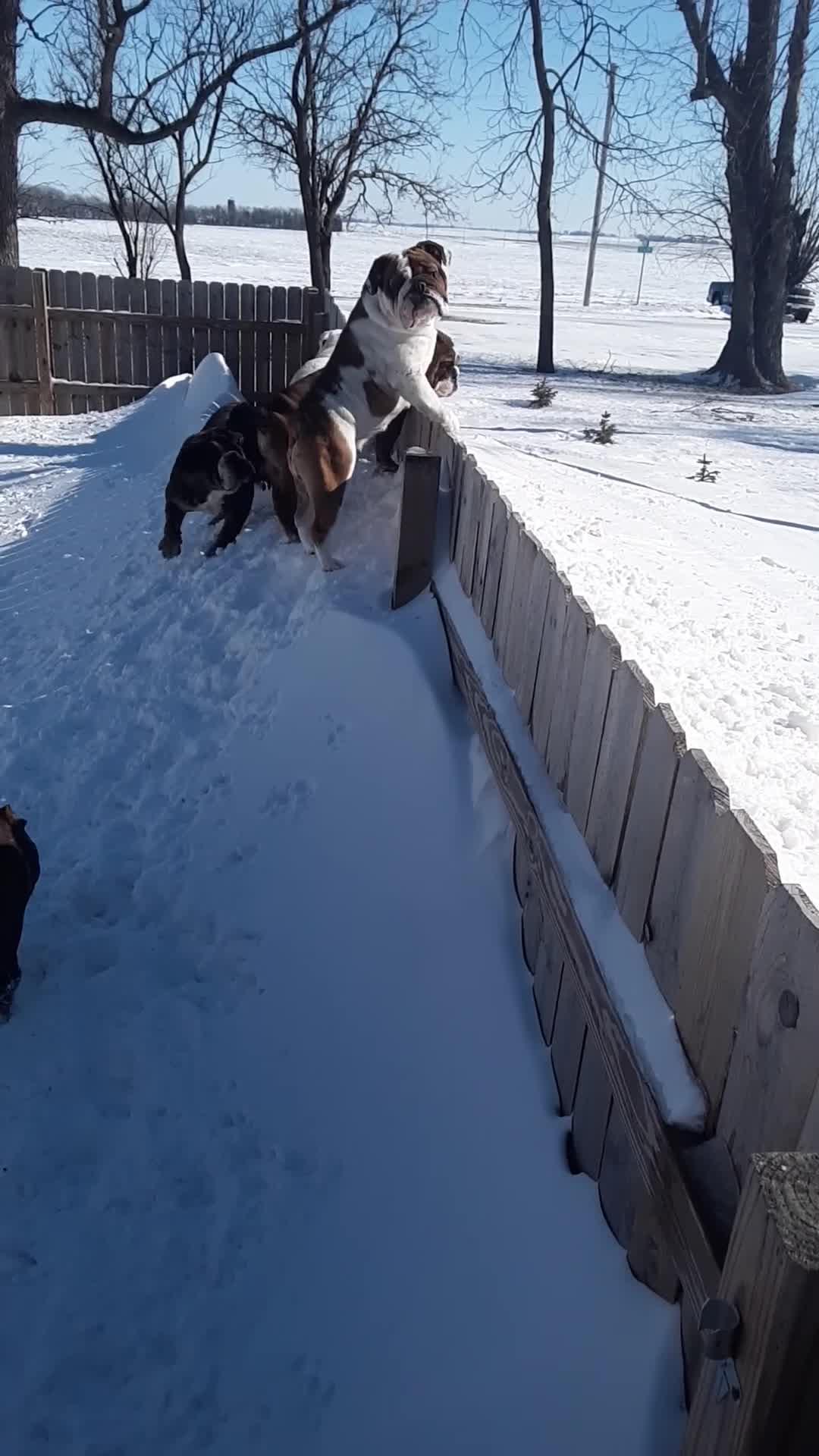 Dog Jumps on Top of Fence for Daily Dose of Fun Jukin Media Inc