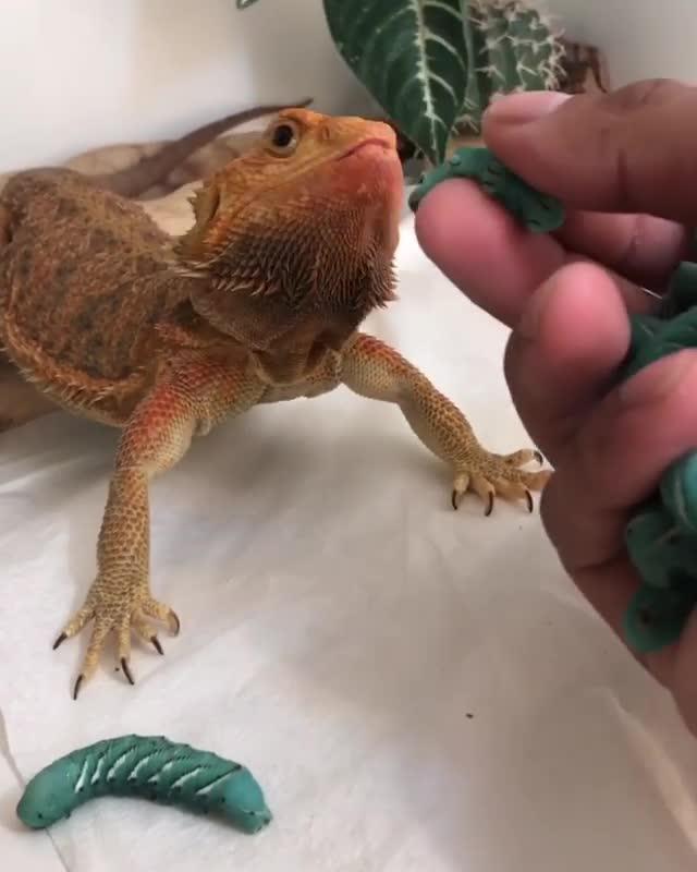 What do bearded dragons eat picture