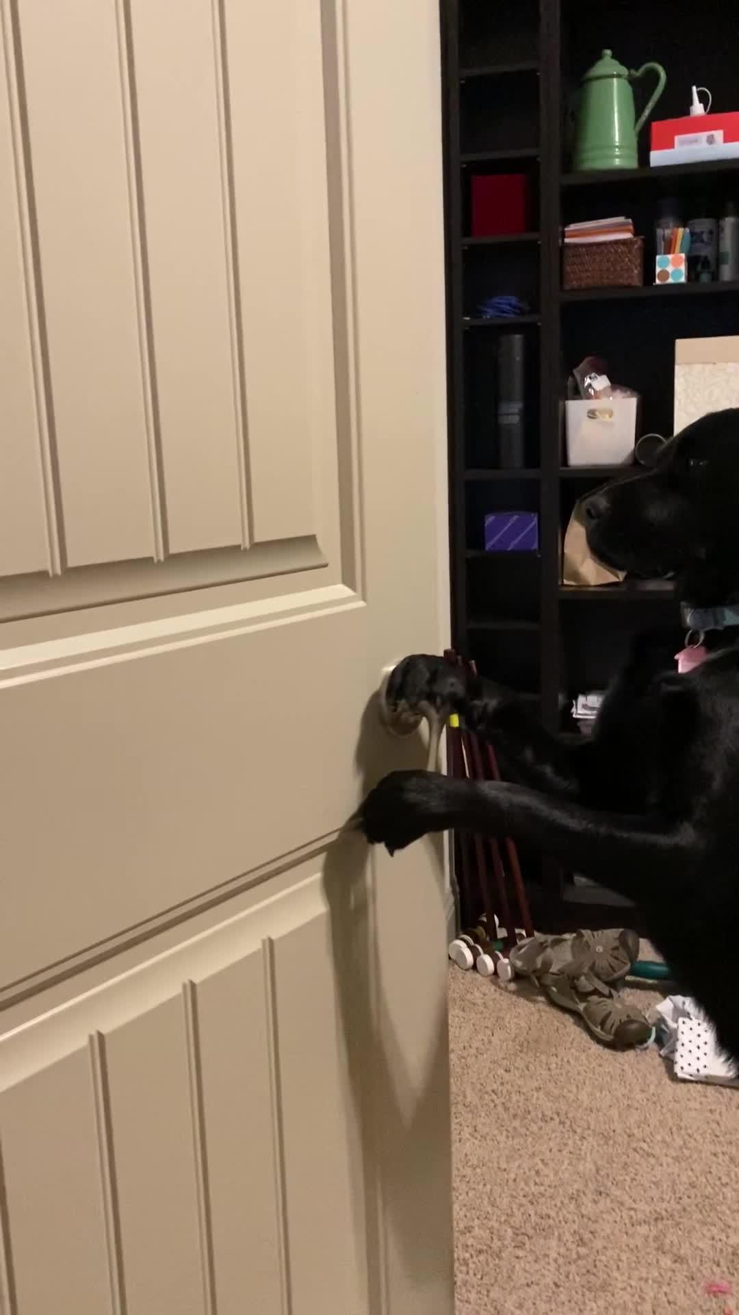 Dog Opens Door by Pushing the Door Handle Jukin Licensing
