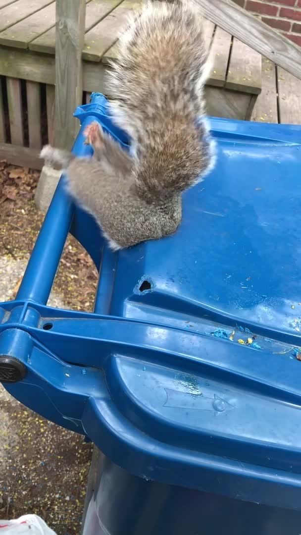 Guy Rescues Squirrel Stuck In Plastic Bag Jukin Media Inc