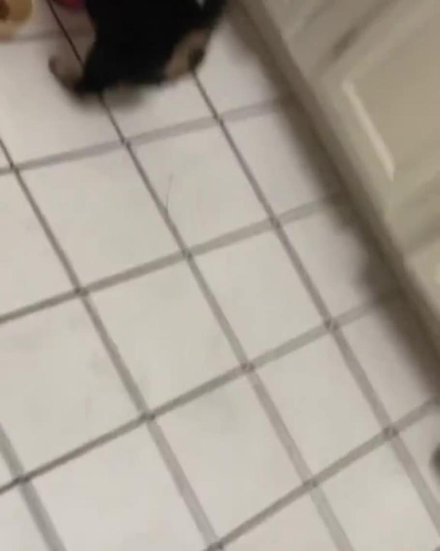 Puppy Caught Digging In Water Bowl Jukin Licensing