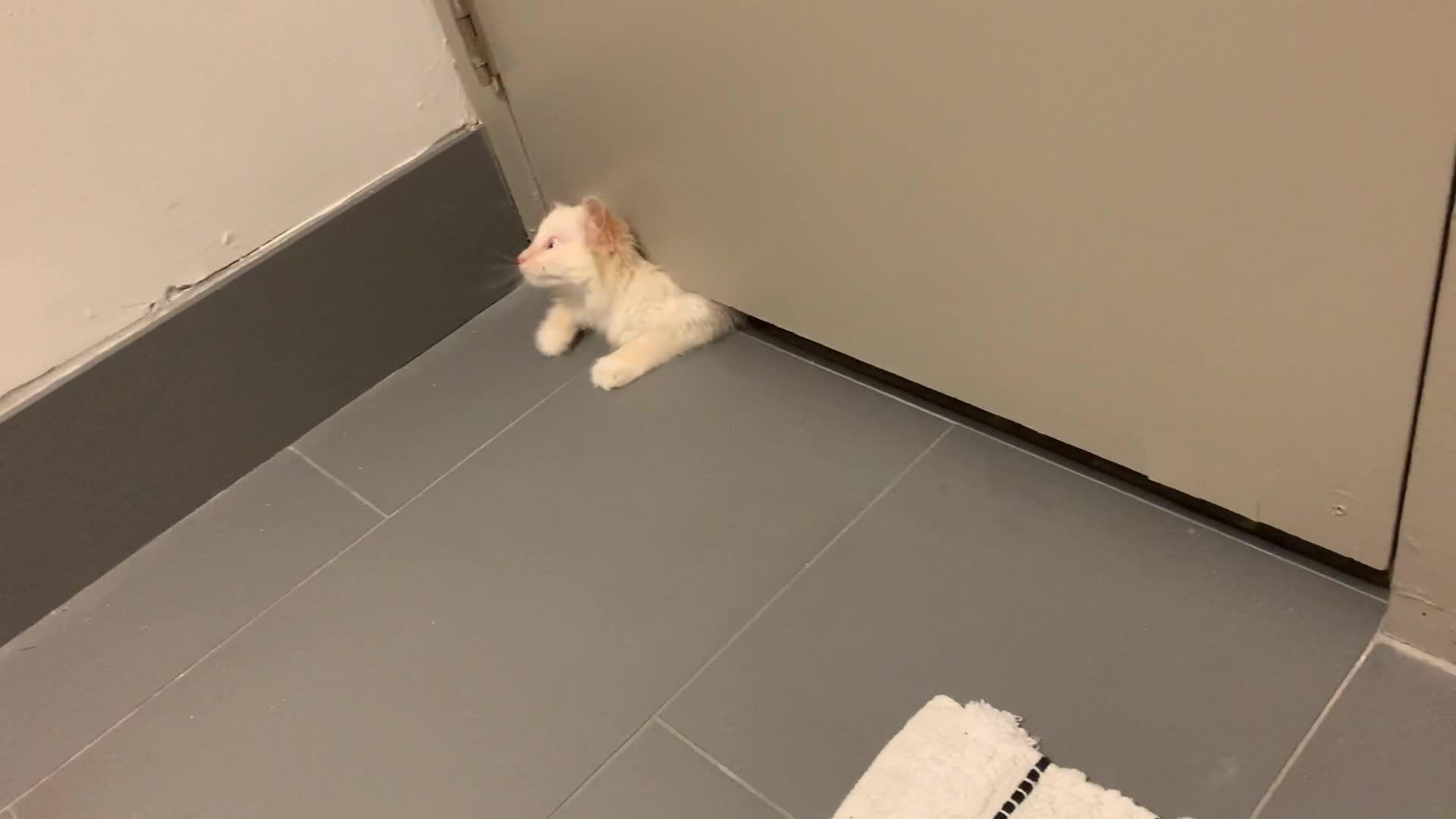 Cat Squeezes In Through Closed Door Jukin Media Inc