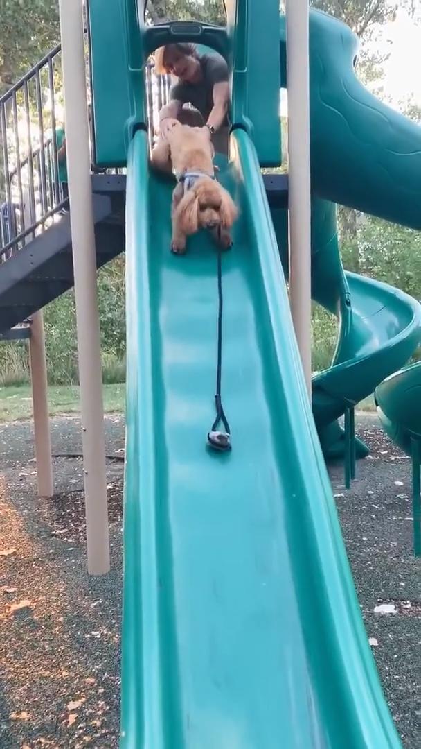 Disinterested Dog Jumps Off While Being Made To Go Down Slide Jukin