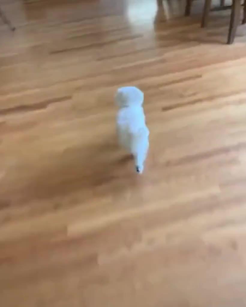 Dog Hides Every Time Owner Tries to Take Them for Walk Jukin Licensing