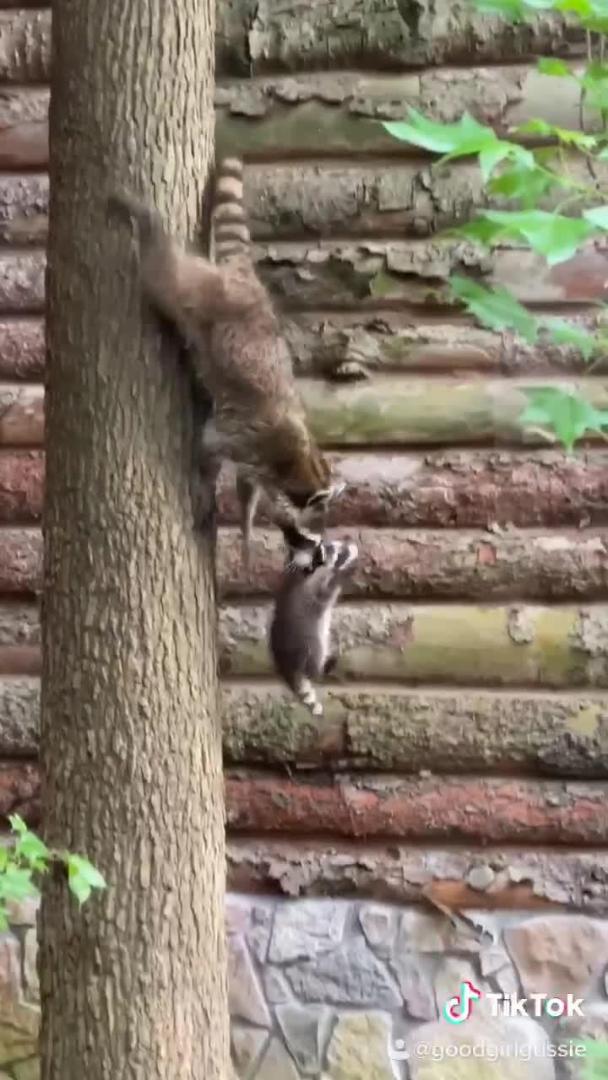 Raccoon Baby Falls From Roof as Mom Climbs Pipe Carrying Other Sibling