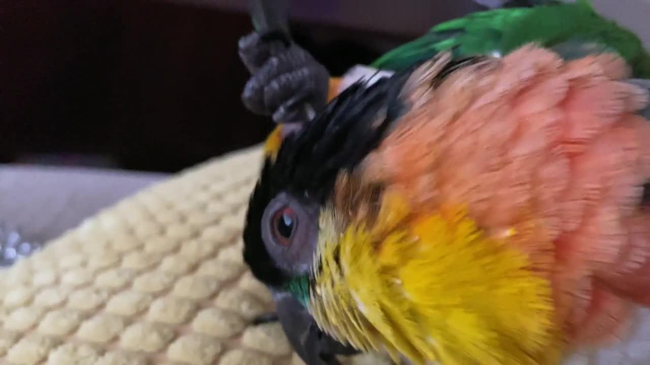 Parrot Uses His Own Feather to Scratch Back of his Head Jukin Licensing