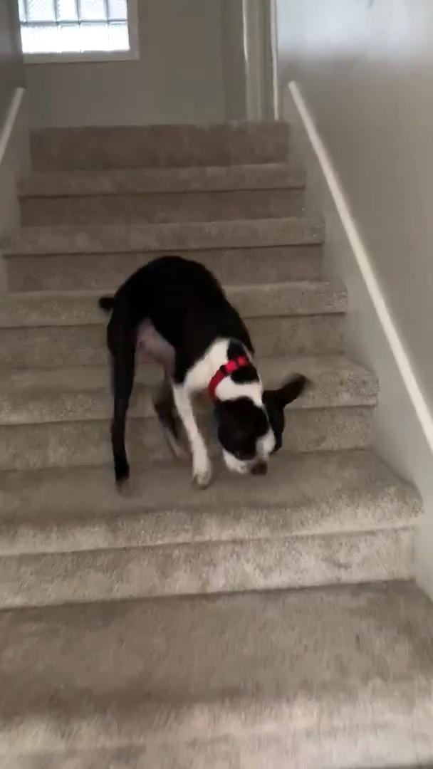 Little Dog Hops Backward on Stairs Jukin Licensing