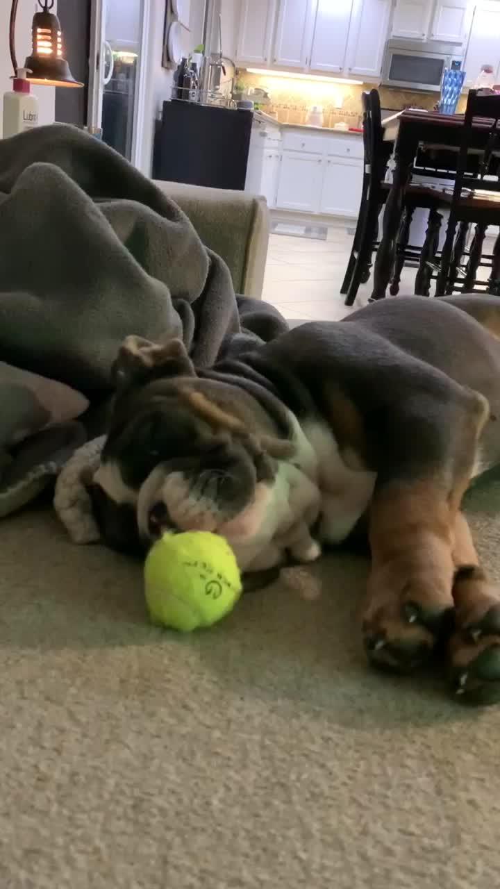 Dog Tries to Get Ball From Under Couch and Throws it at Same Place Again While Playing Jukin