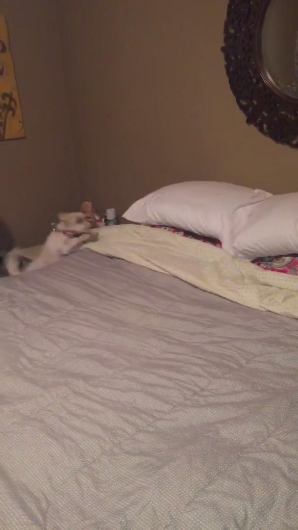 Puppy Falls off Bed While Trying to Play With Older Dog Jukin Licensing