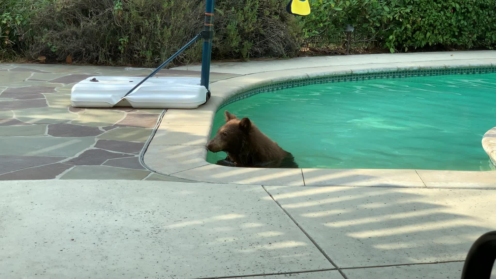 Bear Enjoys Playing With Toys Inside Pool in Backyard of a House