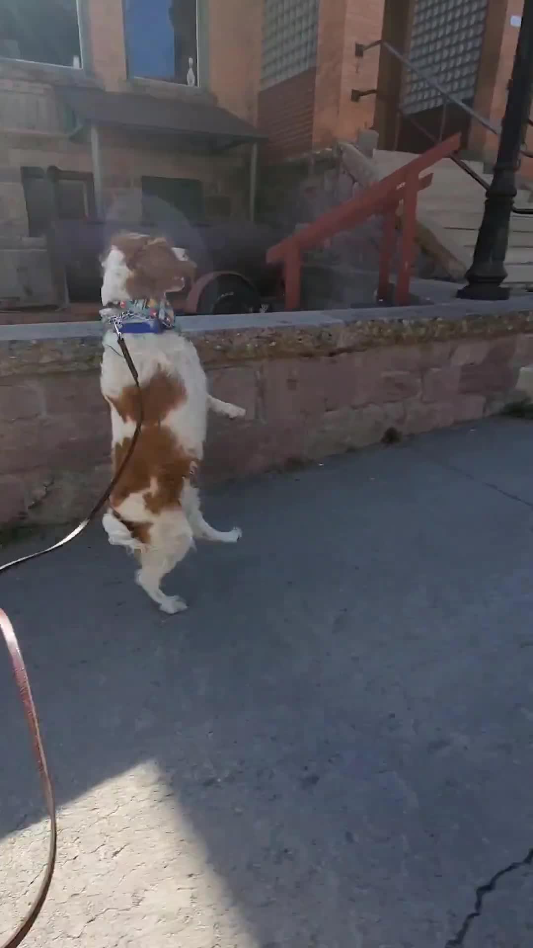 Dog Teaches Herself to Walk on Two Hind Legs Jukin Media Inc