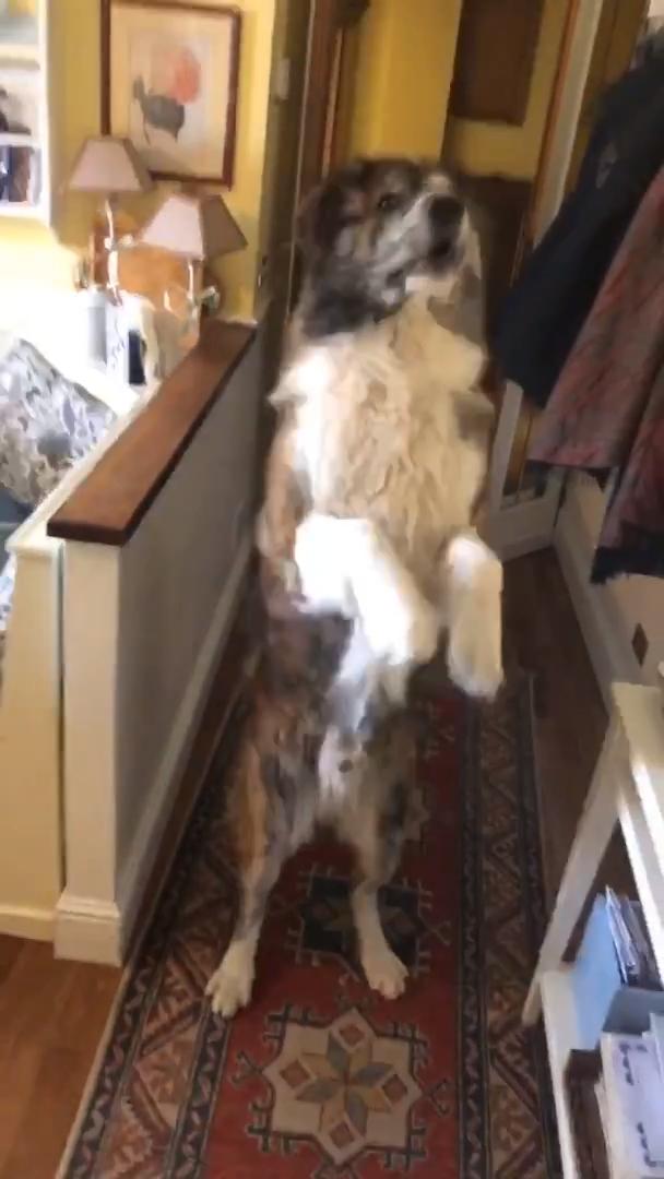 Dog Hops on Hind Legs to Eat Cookie From Owner's Hand Jukin Licensing