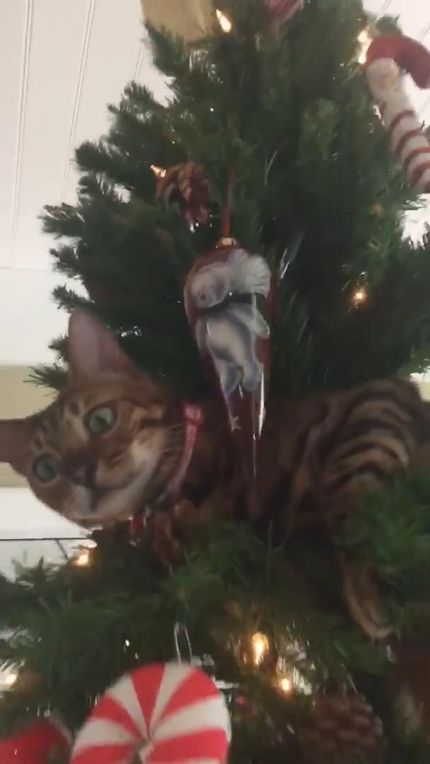 Cat Climbs Up Christmas Tree Jukin Licensing