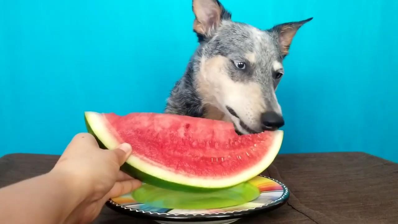 Excited Dogs Eat Watermelon for the First Time Ever Jukin Media Inc
